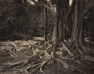 Kumipuu, Assam, Intia (Ficus Elastica)