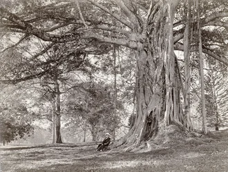 Herrasmies istuu suuren alkuperäisen puun alla Brittiläisessä Ceylonissa, nykyisessä Sri Lankassa, 1880-luku.