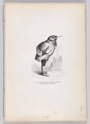 Vanha, rikki, ahne, hassu, mutta hyvä, mutta kuitenkin omistautunut ja luonteeltaan kotimainen..., n. 1837-47.