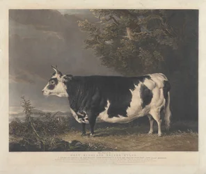 West Highland -hieho Kyloe