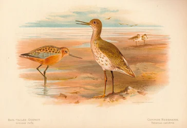 Punakuiri Limosa rufa, punajalkaviklo Totanus, 1900, 1900