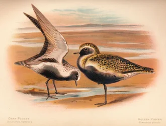 Harmaatoika Squatarola helvetica, kultatoika Charadrius pluvialus, 1900, 1900