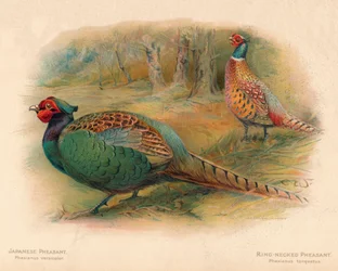 Japanilainen fasaani Phasaianus versicolor, rengaskaulafasaani Phasaianus torquatus, 1900, 190