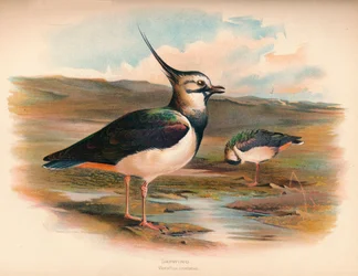 Kihukka Vanellus cristacus, 1900, 1900