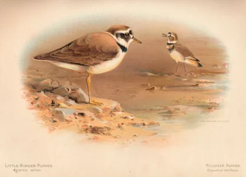 Sormustoika Aegialitis minor, Killdeer Plover Oxyechus vociferus, 1900, 1900