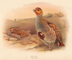 Peltopyy, 1900, 1900