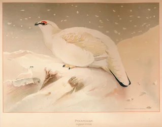 Ptarmigan Lagopus -mute, 1900, 1900