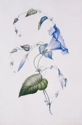Blue convolvulus, 1832 (wc paperilla)