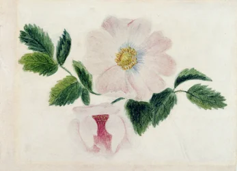 Vaaleanpunaiset ruusut (wc paperilla)