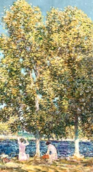 Uimarit