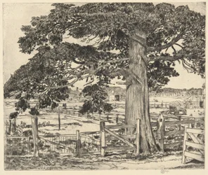 Big Cedar, Wainscott, L. I., 1929