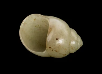 Kuori kotilokuoren muodossa