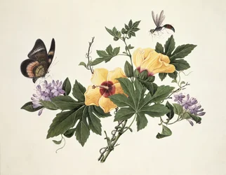 Hibiscus ja perhonen