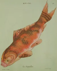 Le Vermilion, kaiverrus Francois Nicholas Martinet (1731-s.1796) (painettu)