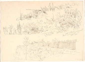 Polku järvien varrella. Erilaisia ​​kasvitutkimuksia ja muistiinpanoja näistä