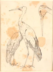 aAcabat cigonya