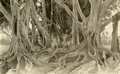 Jättiläiset puut kasvitieteellisessä puutarhassa, Peradeniya, Kandy, Ceylon, 1898.