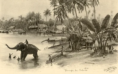 Elefantin peseminen joessa, Colombo, Ceylon, 1898.