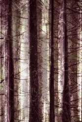 Eteerinen metsän valo