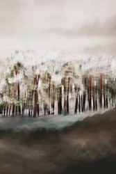 Sumuisen metsän rauha