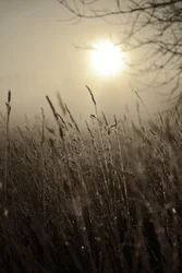 Sumuisen aamun aurinko