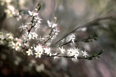 Sloe-kukka