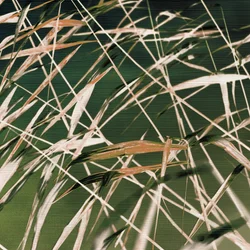 Kuiskavat ruoko - Abstrakti