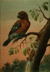 Papukaija oksalla (guassi), (katso myös 60076)