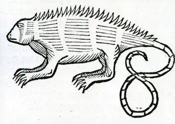 Iguana "Intian yleisestä historiasta" vuodelta 1547
