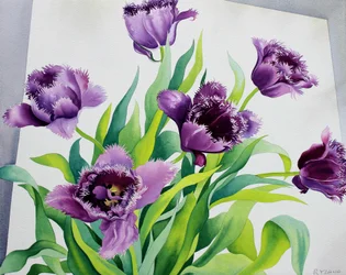 Purple Fringe Tulips (akvarelli paperille)