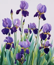 Purppuraiset iirikset