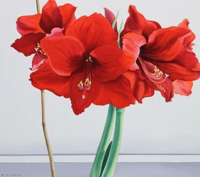 Punainen Amaryllis (akvarelli paperille)