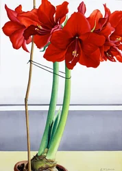 Punainen Amaryllis 2 (akvarelli paperille)