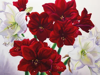 Punavalkoinen Amaryllis, 2008 (wc paperilla)