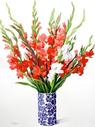 Punainen ja valkoinen Gladioli (akvarelli paperille)