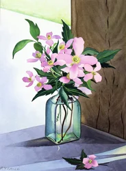 Still Life Pink Clematis (akvarelli paperille)