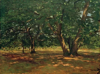 Forêt de Fontainebleau