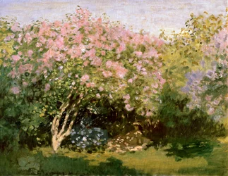 Syreeni auringossa, 1872-1873