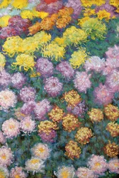Massif de Chrysanthemes