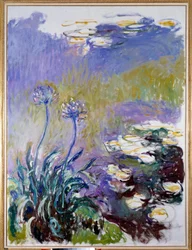 Agapanthus