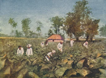 Tobacco Plantation, Kuuba, 1916