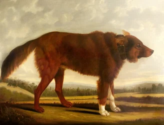 Lord Byrons Dog Lyon (The Wolf Dog), 1808
