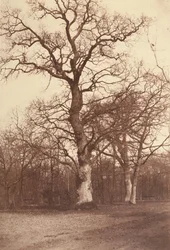 Puiden tutkimus, Bois de Boulogne