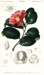 Camèlia japonesa, Camellia japonica. ,1849 (gravat)finès