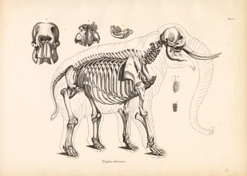 Afrikkalainen norsu luuston anatomia