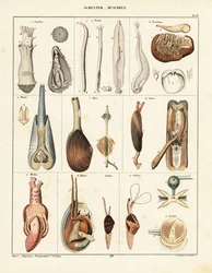 Simpukoiden anatomia. ,1841 (litografia)