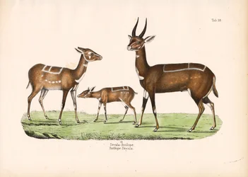 Bushbuck ja Young