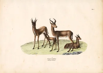 Gazelle perheen ryhmässä