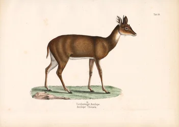 Nelisarvinen antilooppi