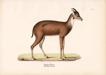 Goral-antilooppi profiilissa